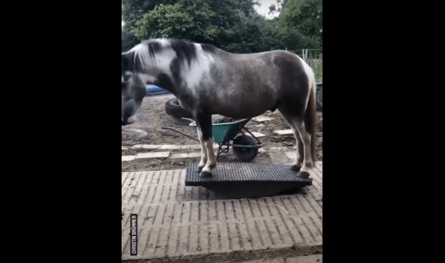 Hilarious Horse Becomes A Viral Sensation Behaving Like A Little Kid