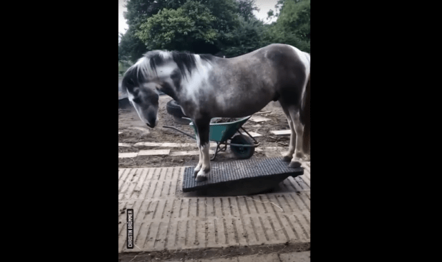 Hilarious Horse Becomes A Viral Sensation Behaving Like A Little Kid