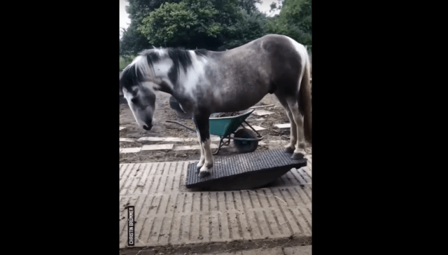 Hilarious Horse Becomes A Viral Sensation Behaving Like A Little Kid