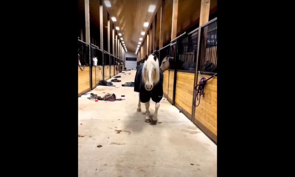 Naughty Horse Acts Innocent When Owner Arrives At The Messy Stable