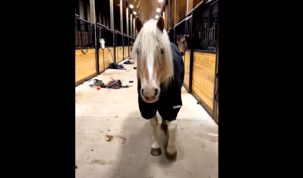 Naughty Horse Acts Innocent When Owner Arrives At The Messy Stable