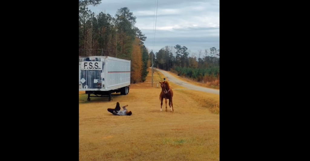 Owner Pranks His Horse But Horse's Reaction Has Internet In Laughter