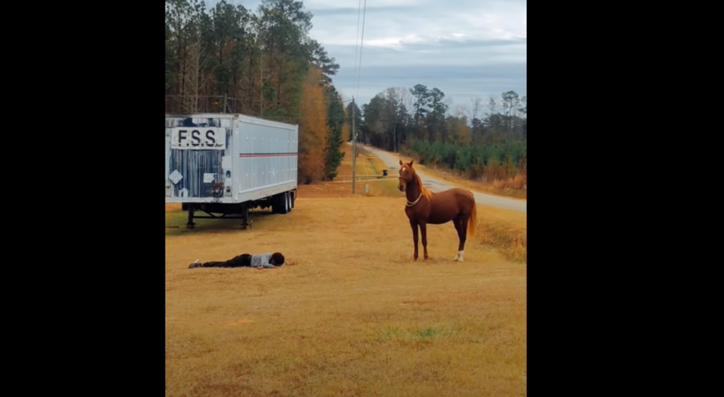 Owner Pranks His Horse But Horse's Reaction Has Internet In Laughter