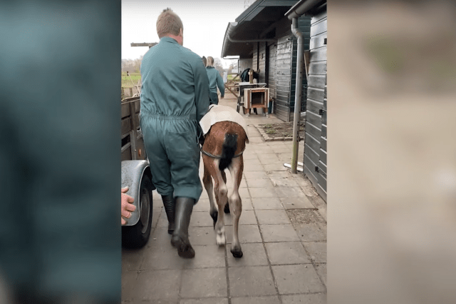 Gentle Mother Horse Takes Care Of Orphaned Baby Foal