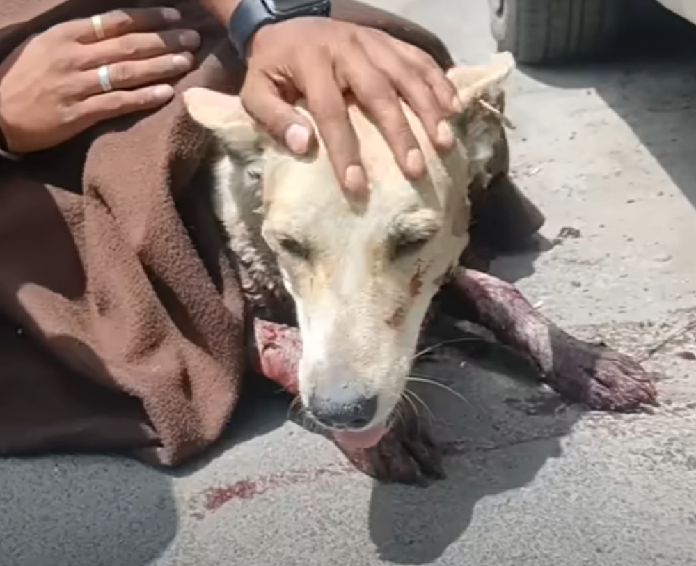 Stray Dog with 'Lethal Neck Wound' Makes Astonishing Comeback. - Puppies Love