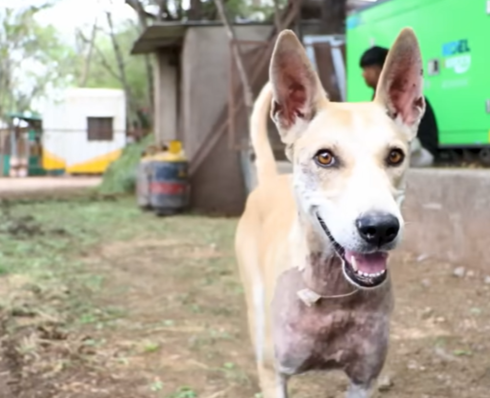 Stray Dog with 'Lethal Neck Wound' Makes Astonishing Comeback. - Puppies Love