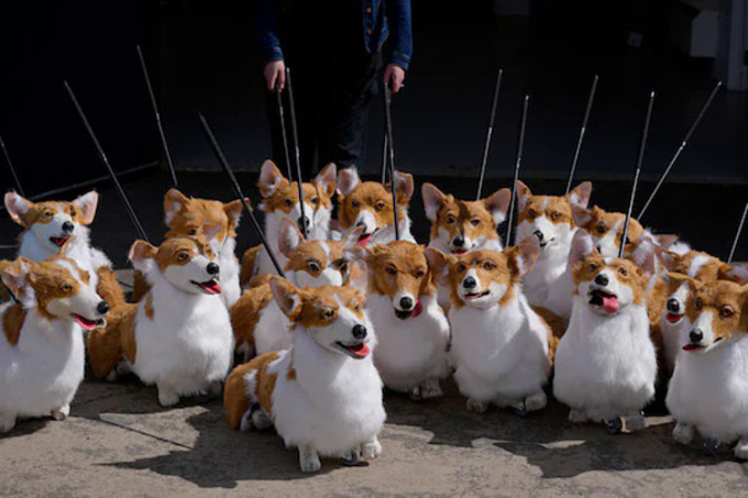 Puppets based on past and present royal corgis will be part of a platinum jubilee pageant in London on Sunday. (Kirsty Wigglesworth/AP)