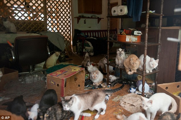 Animal hoarding: A large group of cats watch from the dining room as workers from Cascades Humane Society remove others during an owner surrender of more than 60 cats at a house in Michigan