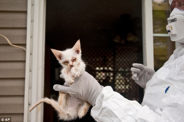 Dire conditions: Sue Chambers from Cascades Humane Society examines an ill kitten after getting a tip from the ailing owner's wife about his hoarding problem
