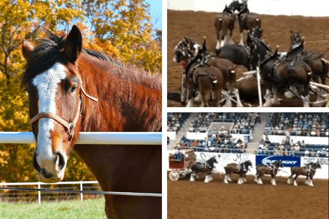 Clydesdale Horses Collapse During The Show But They Have Fascinating Comeback