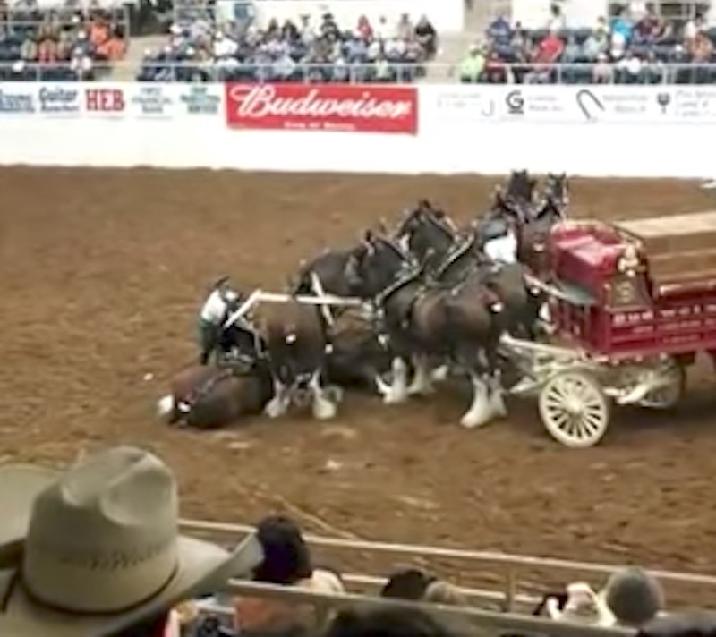 Clydesdale Horses Collapse During The Show But They Have Fascinating Comeback