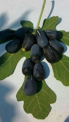 Discovering The Allure Of Ebony Figs: A Journey Into The Enigmatic Realm Of Black Figs - Nature and Life