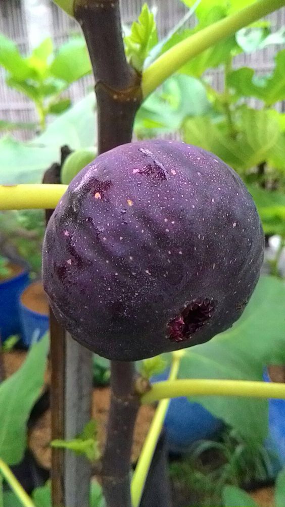 Discovering The Allure Of Ebony Figs: A Journey Into The Enigmatic Realm Of Black Figs - Nature and Life