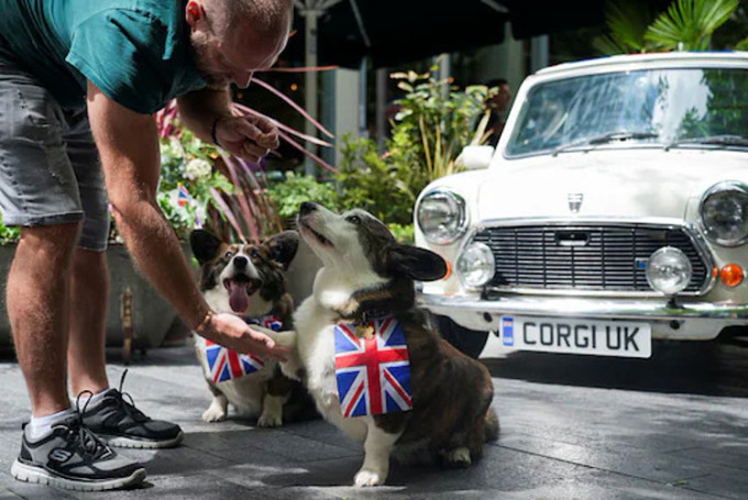 Hai chú chó Corgi đeo cờ Anh bên ngoài quán cà phê Refinery ở London, thủ đô Anh, ngày 29/5. Ảnh: Reuters.