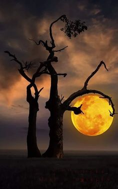 Nature’s Embrace: Enveloped in the Full Moon’s Glow.VoUyen