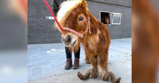 Rescuers Transform Pony That Could Barely Walk Due To Long Hooves