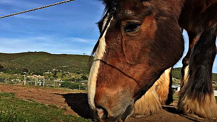 The humane act of the discarded horse to try to prevent his benefactor from taking his own life (VIDEO)