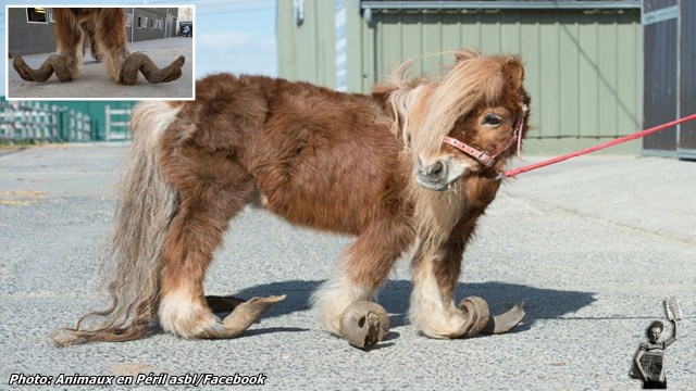 Rescuers Transform Pony That Could Barely Walk Due To Long Hooves