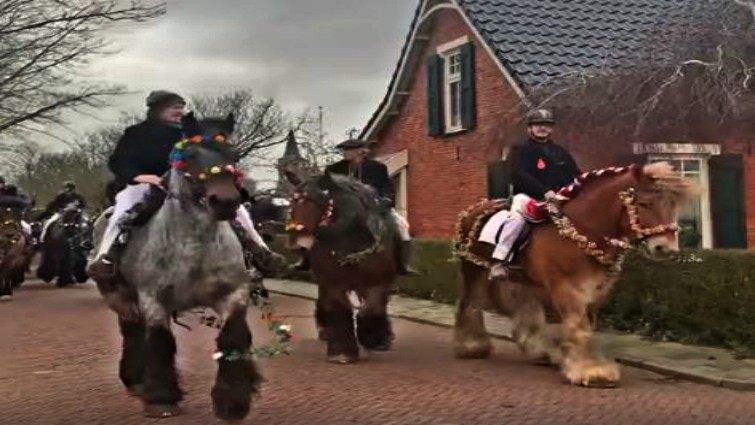 Farmers Ride Their Majestic Dutch Draft Horses Together Delivering A Unique View