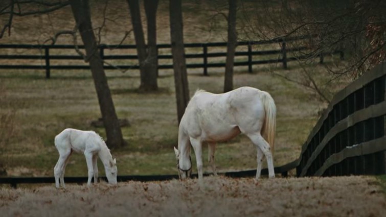 A one-of-a-kind event: Mare welcomes an extremely rare white thoroughbred pony in Patchen Wilkes (VIDEO)