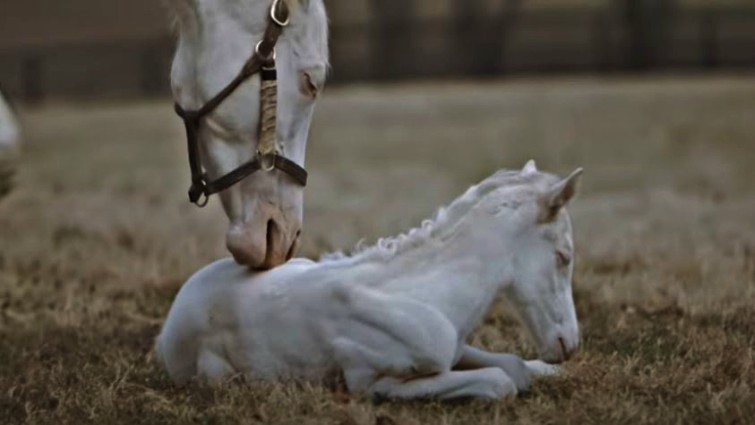 A one-of-a-kind event: Mare welcomes an extremely rare white thoroughbred pony in Patchen Wilkes (VIDEO)