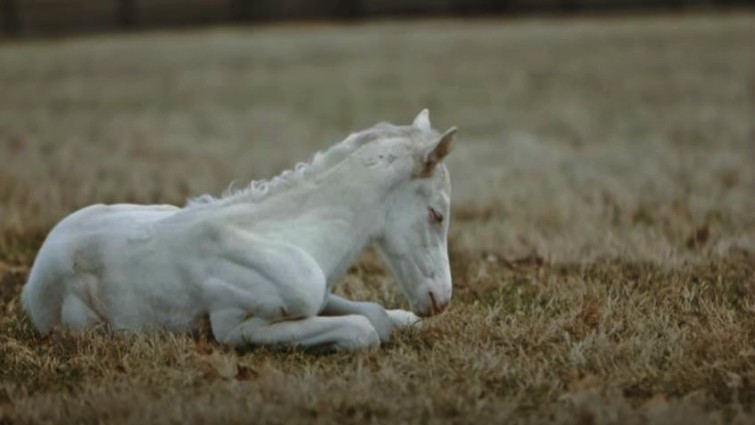 A one-of-a-kind event: Mare welcomes an extremely rare white thoroughbred pony in Patchen Wilkes (VIDEO)