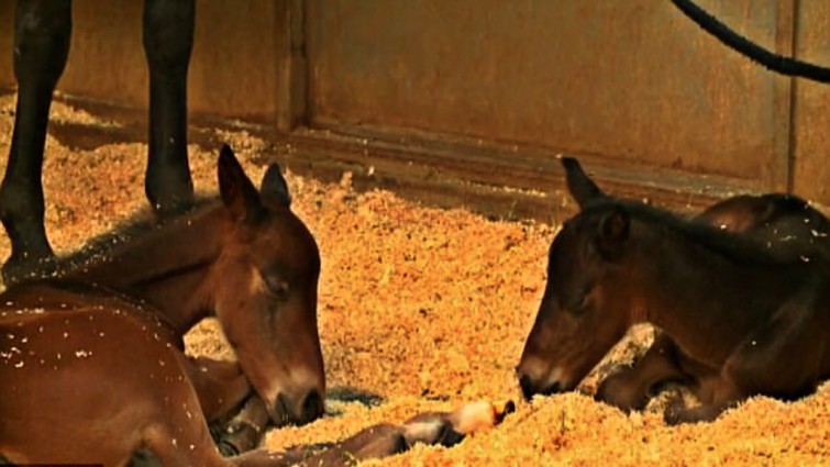 Meet Will And Grace, The Lovely Miracle Twin Foals