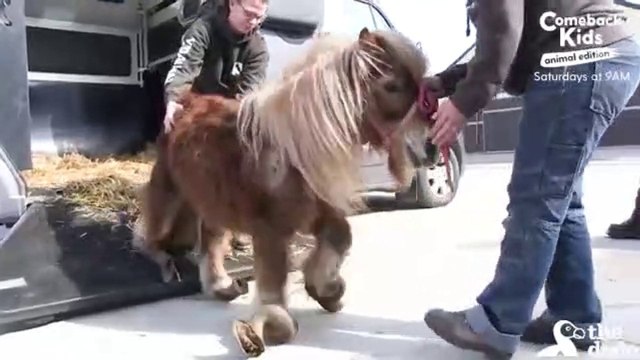 Rescuers Transform Pony That Could Barely Walk Due To Long Hooves