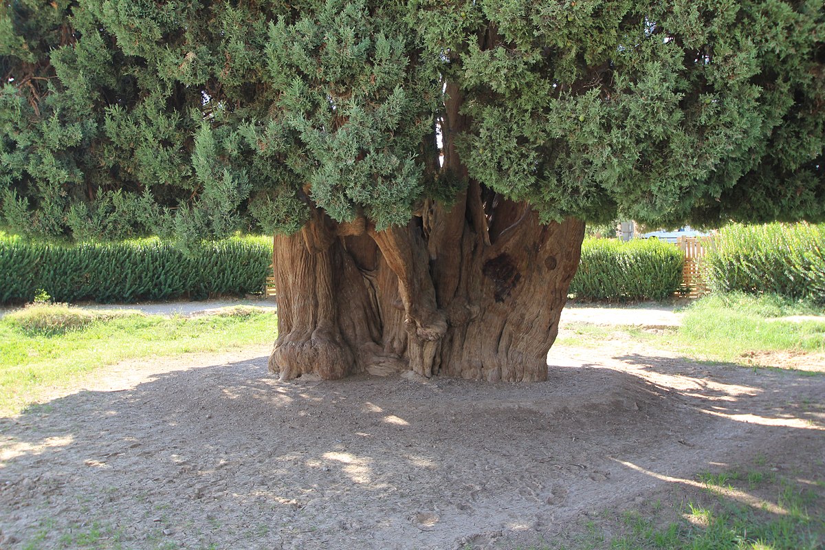 Timeless Majesty: Discovering the Remarkable Legacy of the Abarkuh Cypress, Asia's Oldest Living Tree