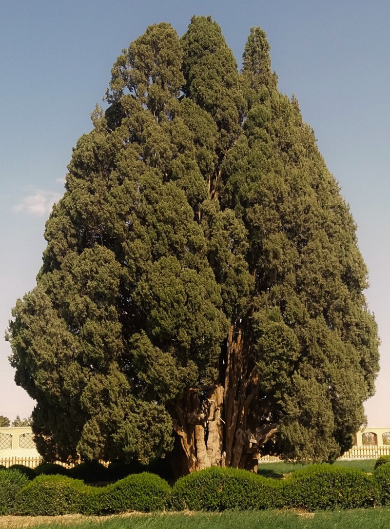 Timeless Majesty: Discovering the Remarkable Legacy of the Abarkuh Cypress, Asia's Oldest Living Tree