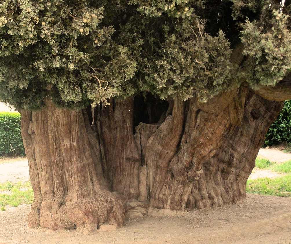 Timeless Majesty: Discovering the Remarkable Legacy of the Abarkuh Cypress, Asia's Oldest Living Tree