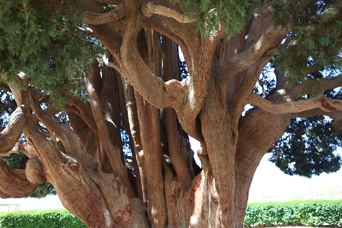 Timeless Majesty: Discovering the Remarkable Legacy of the Abarkuh Cypress, Asia's Oldest Living Tree