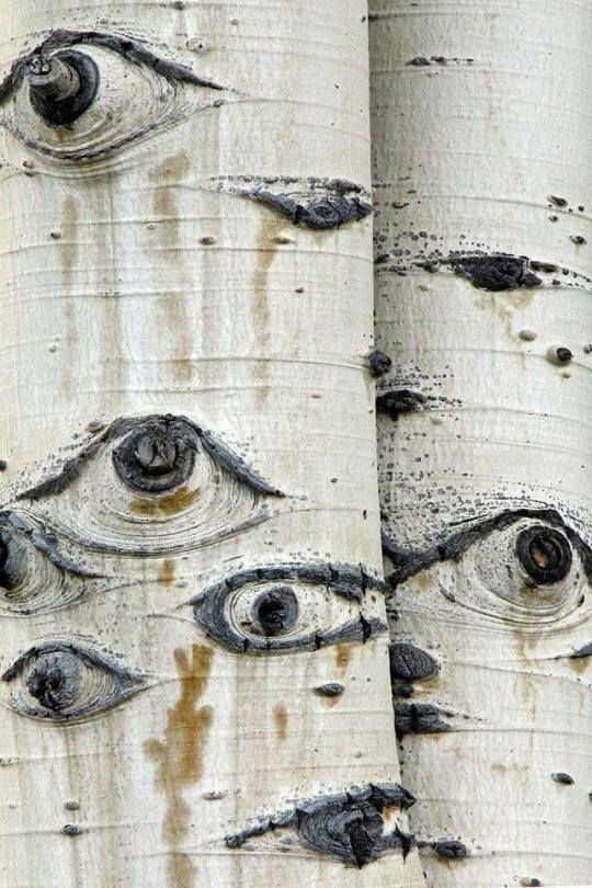 Age-Old Giant Trees With Regal Eyes – Bestbabies.info