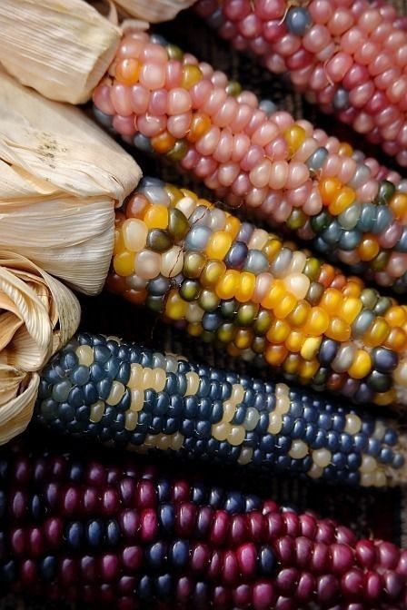 A Visual And Sensory Spectacle: The Splendor Of Multicolored Corn - Nature and Life