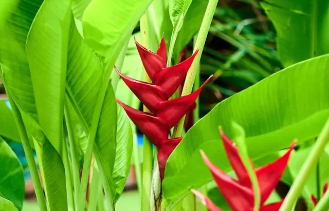 The Enigmatic Beauty of Martinique: Unveiling the Captivating Charms of the "Island of Flowers"