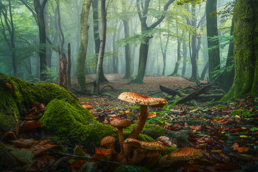 My Twelve Mushroom Pictures Illustrating The Enchanted Forest World Beneath Them – Bestbabies.info