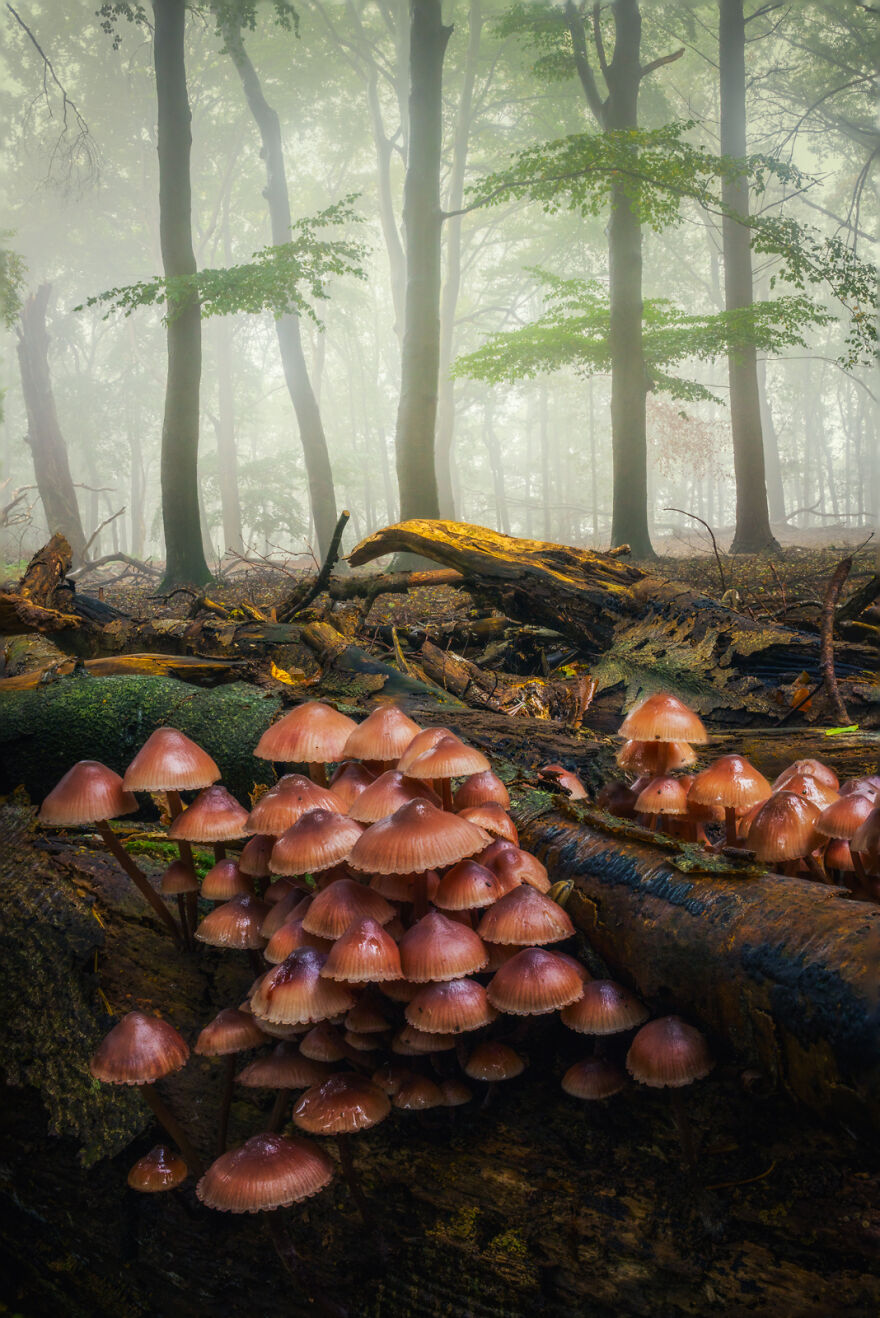 My Twelve Mushroom Pictures Illustrating The Enchanted Forest World Beneath Them – Bestbabies.info