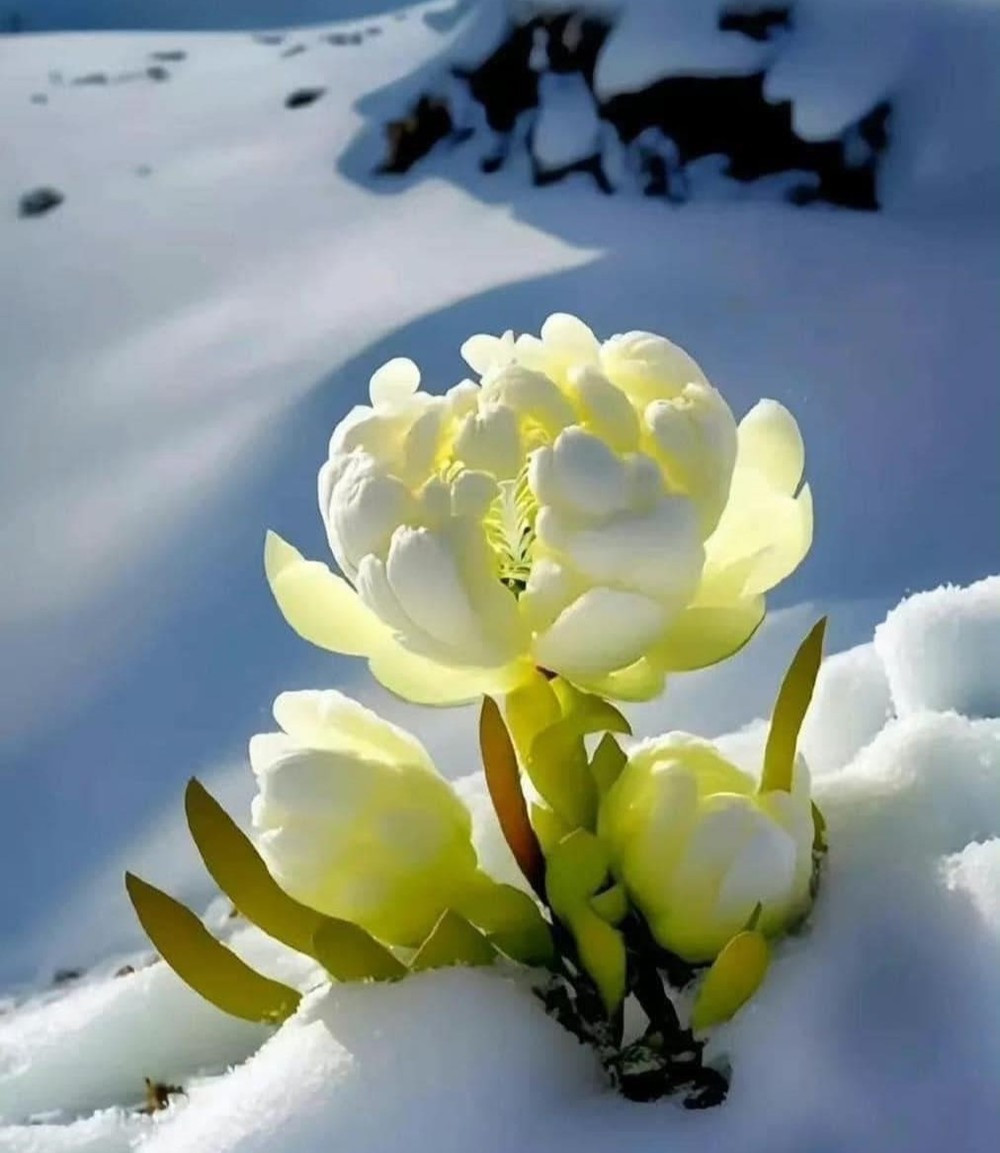 Unveiling The Enigma Of The Snow Lotus: A Rare Blossom That Awakens Once Every 7 Years In Tibet - Nature and Life