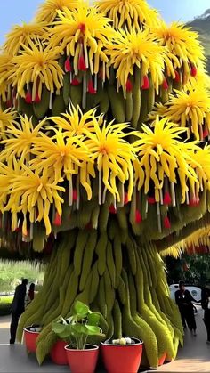 Mother Nature's Magnificent Display: The Annual Extravaganza Of Giant Blooms - Nature and Life