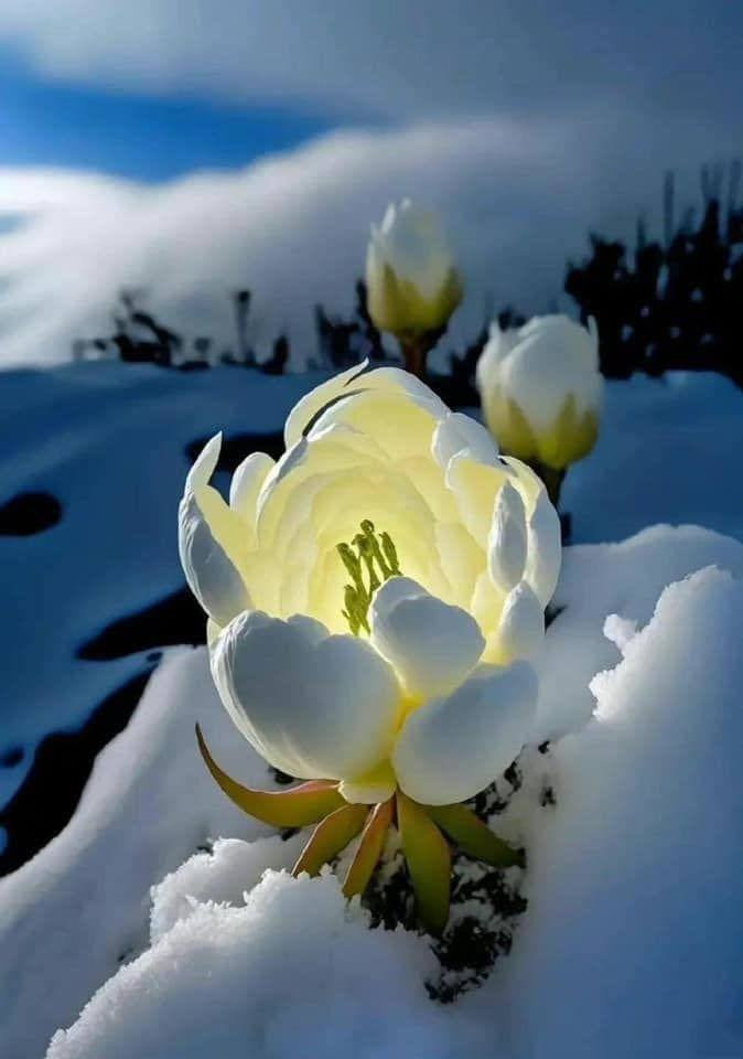 Unveiling The Enigma Of The Snow Lotus: A Rare Blossom That Awakens Once Every 7 Years In Tibet - Nature and Life