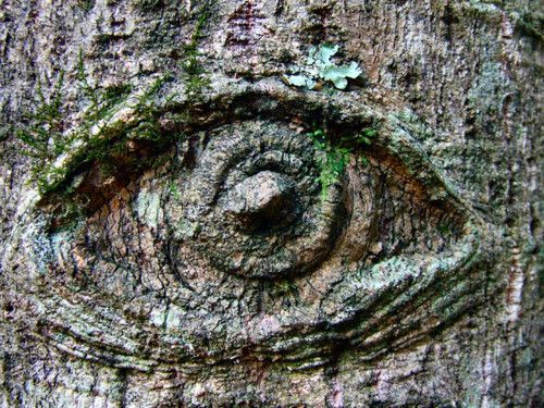 Age-Old Giant Trees With Regal Eyes – Bestbabies.info
