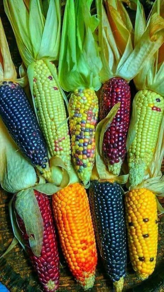 A Visual And Sensory Spectacle: The Splendor Of Multicolored Corn - Nature and Life