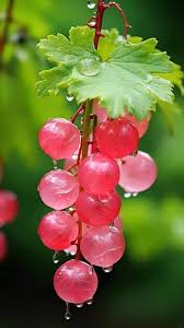 Under the ethereal veil of mist, lustrous grapes glisten like iridescent pearls, casting a mesmerizing spell on the senses.vouyen