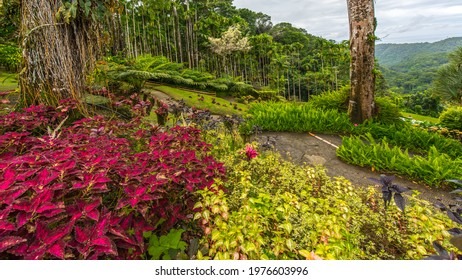 The Enigmatic Beauty of Martinique: Unveiling the Captivating Charms of the "Island of Flowers"