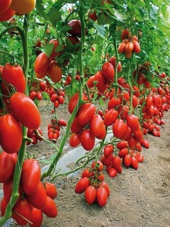 The Tomato Plant Yields An Incredible Abundance Of Fruit, Leaving People Astounded - Special 68