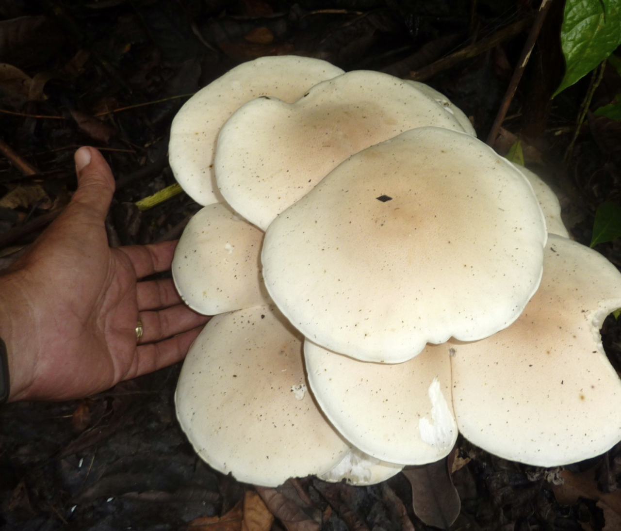 Fungi Extravaganza: A Journey into Chiapas’ Wonderland Mycology and Its Beautiful Mushrooms