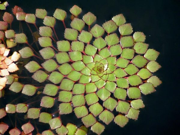 Immerse yourself in the captivating world of nature’s wondrous symmetry through fascinating images. Witness the harmonious balance and intricate patterns that unfold, revealing the mesmerizing beauty found in the symmetrical wonders of the natural realm.vouyen