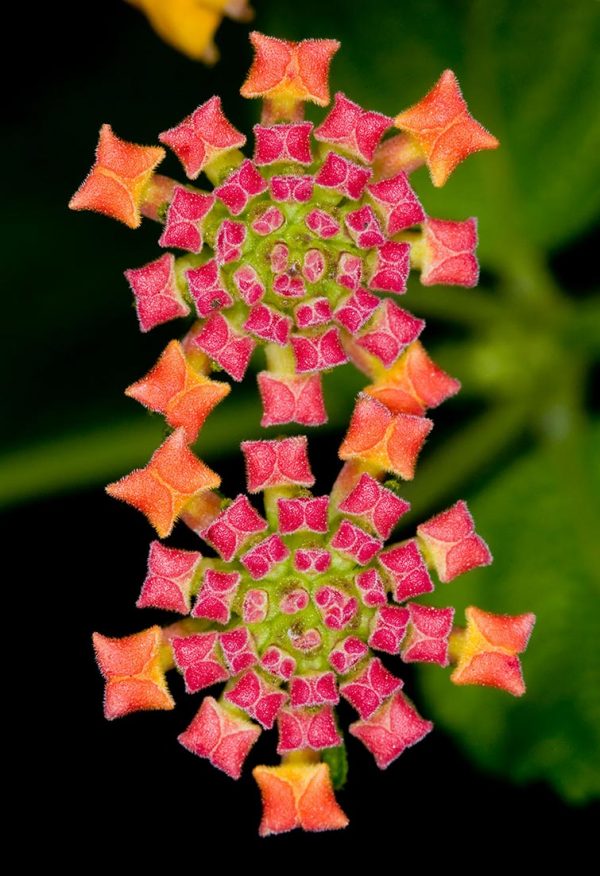 Immerse yourself in the captivating world of nature’s wondrous symmetry through fascinating images. Witness the harmonious balance and intricate patterns that unfold, revealing the mesmerizing beauty found in the symmetrical wonders of the natural realm.vouyen