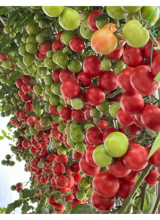 The Tomato Plant Yields An Incredible Abundance Of Fruit, Leaving People Astounded - Special 68