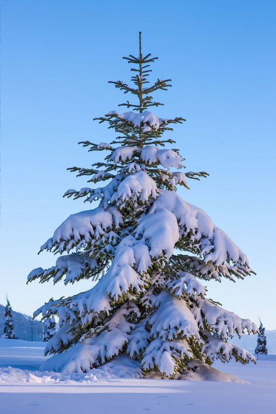 Winter Magic Unveiled: Enchanting Elegance of Snow-Covered Christmas Trees